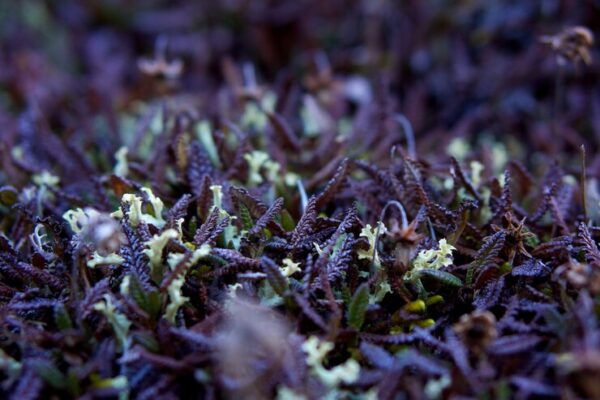 Hygrophila polysperma puntas negras