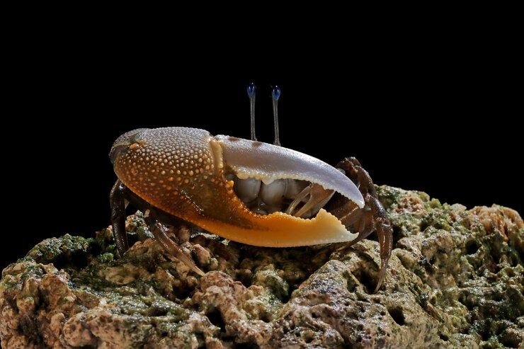 Stone Crabs